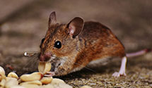 24 Hour & Emergency Exterminators in N Avondale, CO